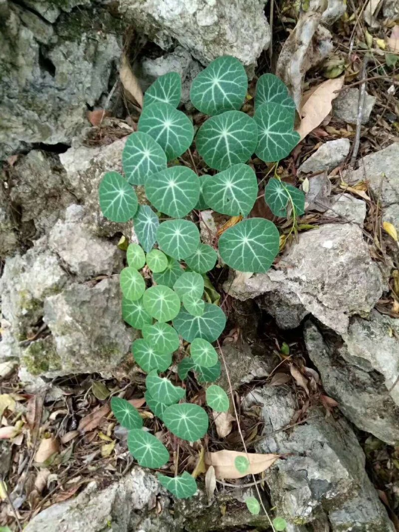 红藤山乌龟全部是野生全的，绿腾，血腾，有需要的赶快了，