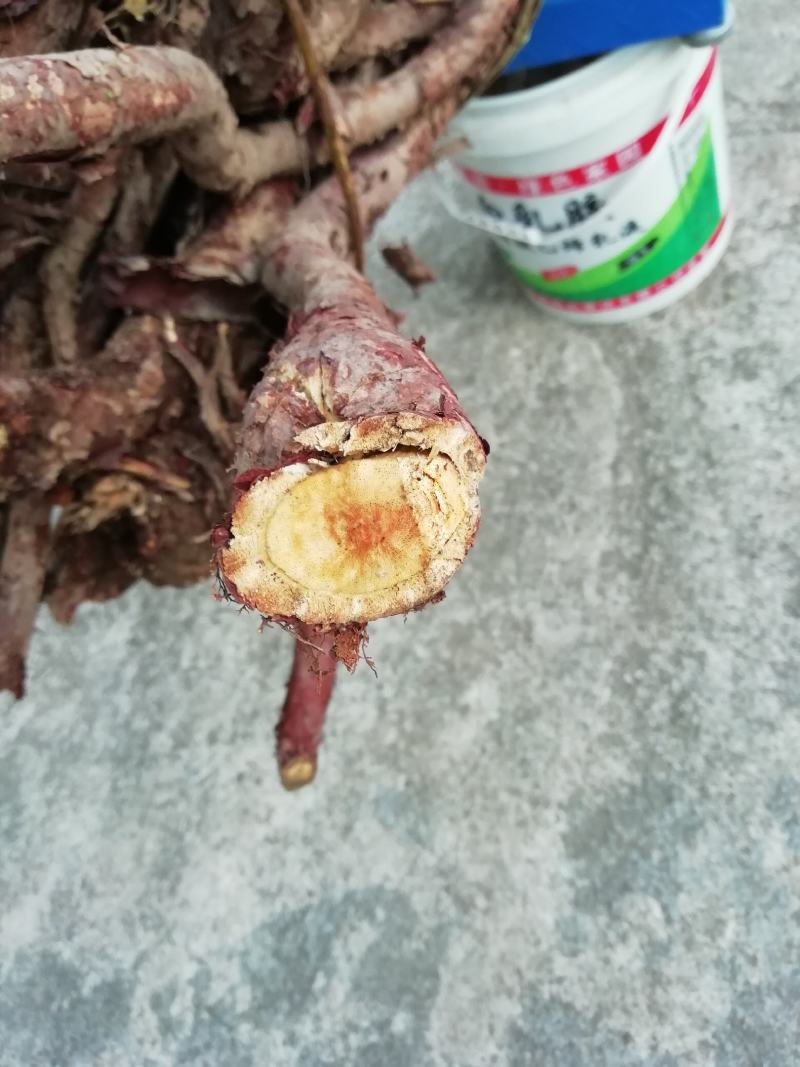 血风藤，青藤，铁牛入石，红蛇根