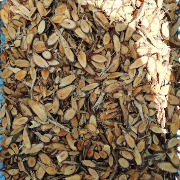 血风藤，青藤，铁牛入石，红蛇根