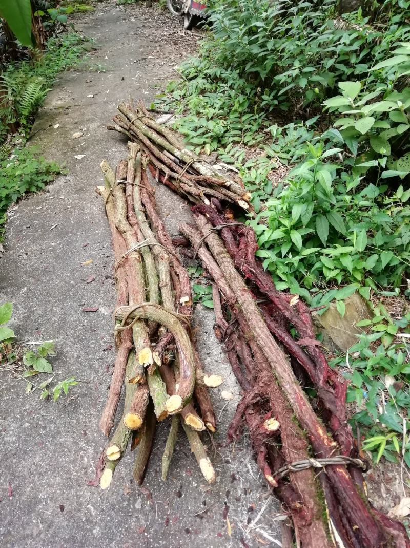 血风藤，青藤，铁牛入石，红蛇根