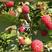 树莓苗树莓双季树莓苗红树莓苗红树莓