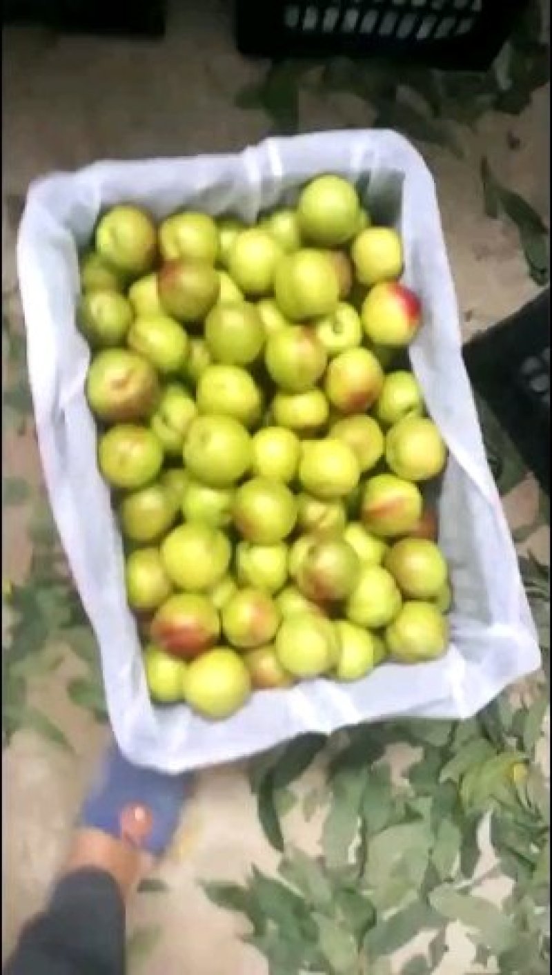 大田油桃大量上市有需要的老板速度提前预订
