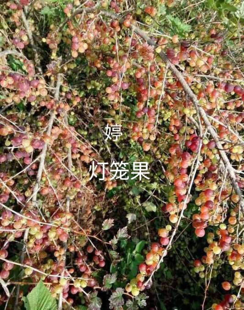 灯笼果苗苗圃基地直发高成活高产量提供种植技术放心苗