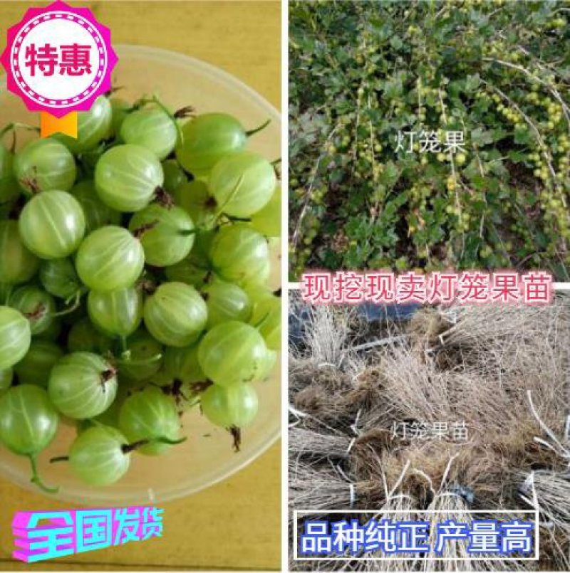 灯笼果苗苗圃基地直发高成活高产量提供种植技术放心苗