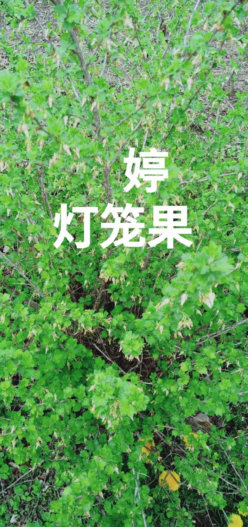 灯笼果苗苗圃基地直发高成活高产量提供种植技术放心苗