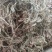 车前草～新货～产地现货～量大优惠～1公斤起售～