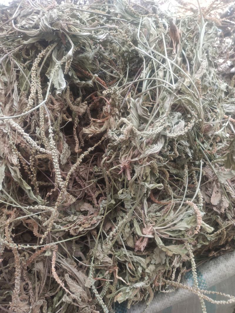 车前草～新货～产地现货～量大优惠～1公斤起售～