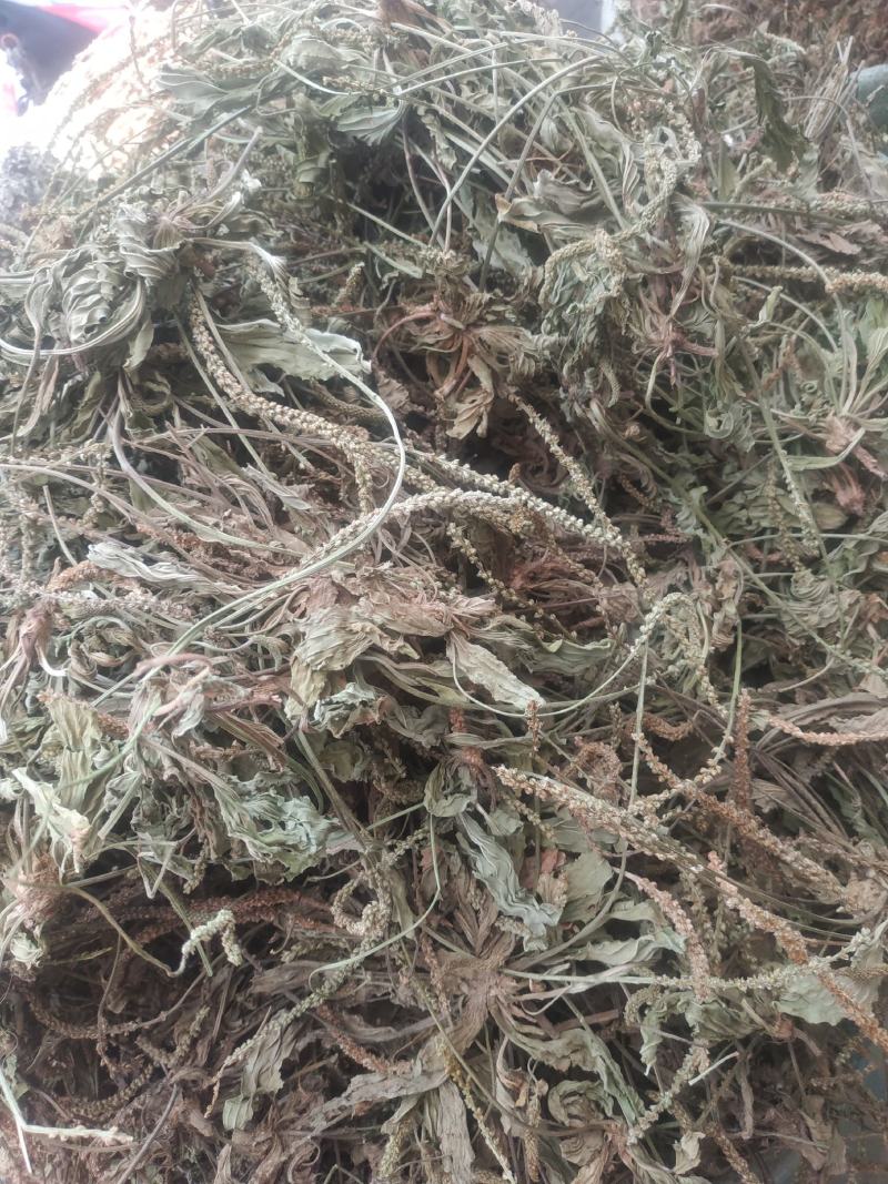 车前草～新货～产地现货～量大优惠～1公斤起售～