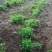 树莓苗苗圃基地直发高成活高产量提供种植技术放心苗