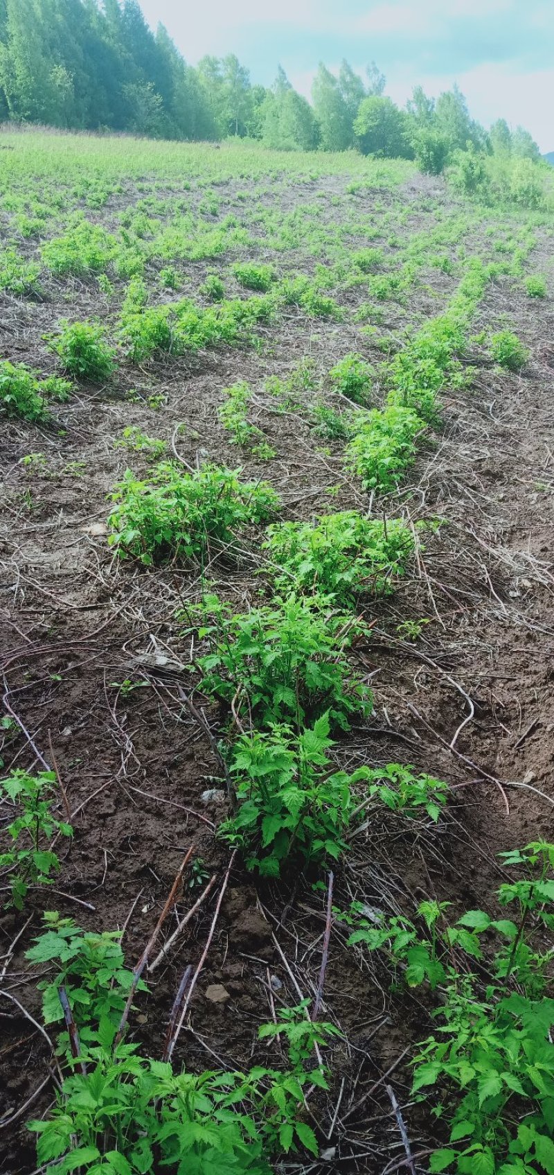 树莓苗苗圃基地直发高成活高产量提供种植技术放心苗