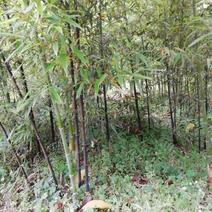 毛竹，刚竹，绿化工程用竹