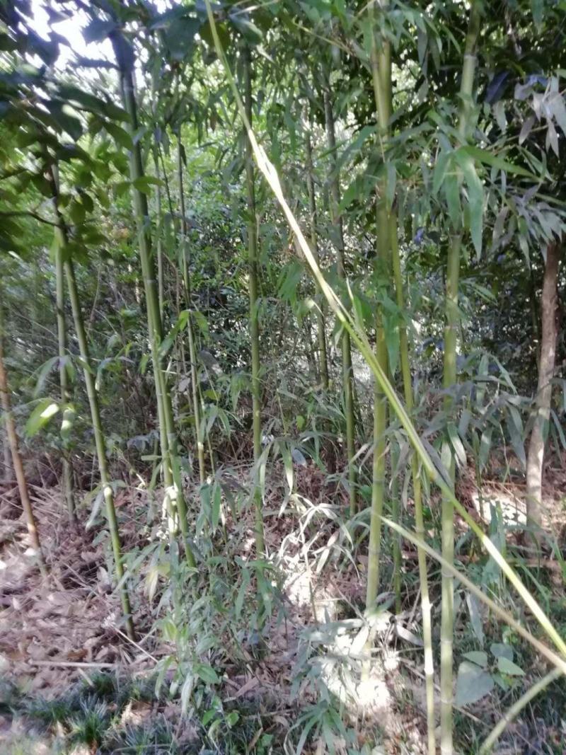 毛竹，刚竹，绿化工程用竹