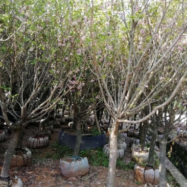 广西桂林樱花树批发，樱花树供应
