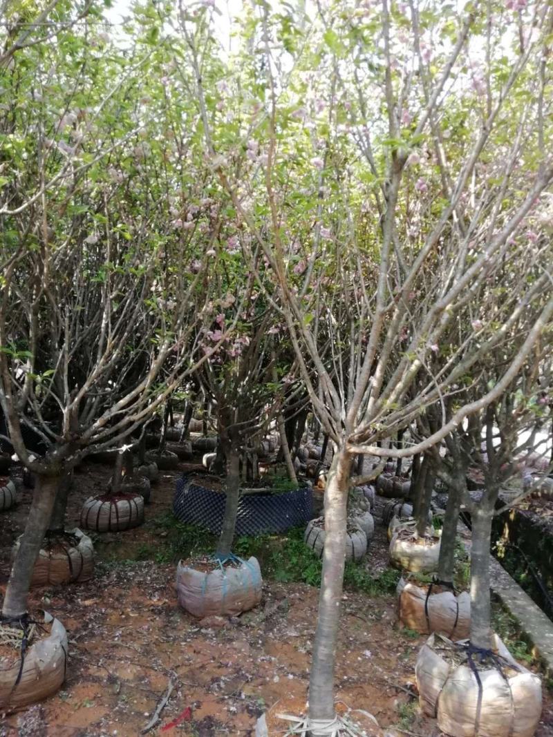 广西桂林樱花树批发，樱花树供应