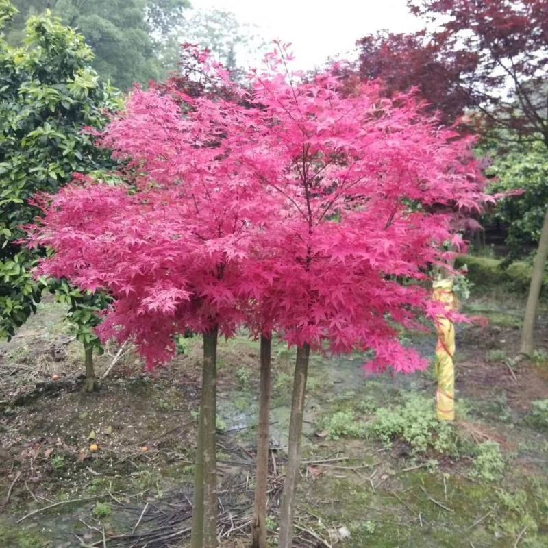广西桂林红枫批发，日本四季红枫供应