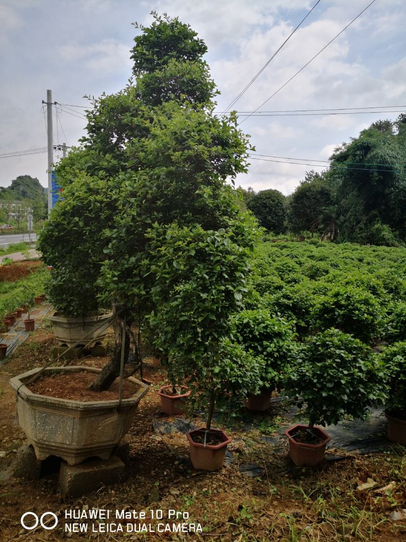 广西桂林三角梅批发，紫花三角梅供应