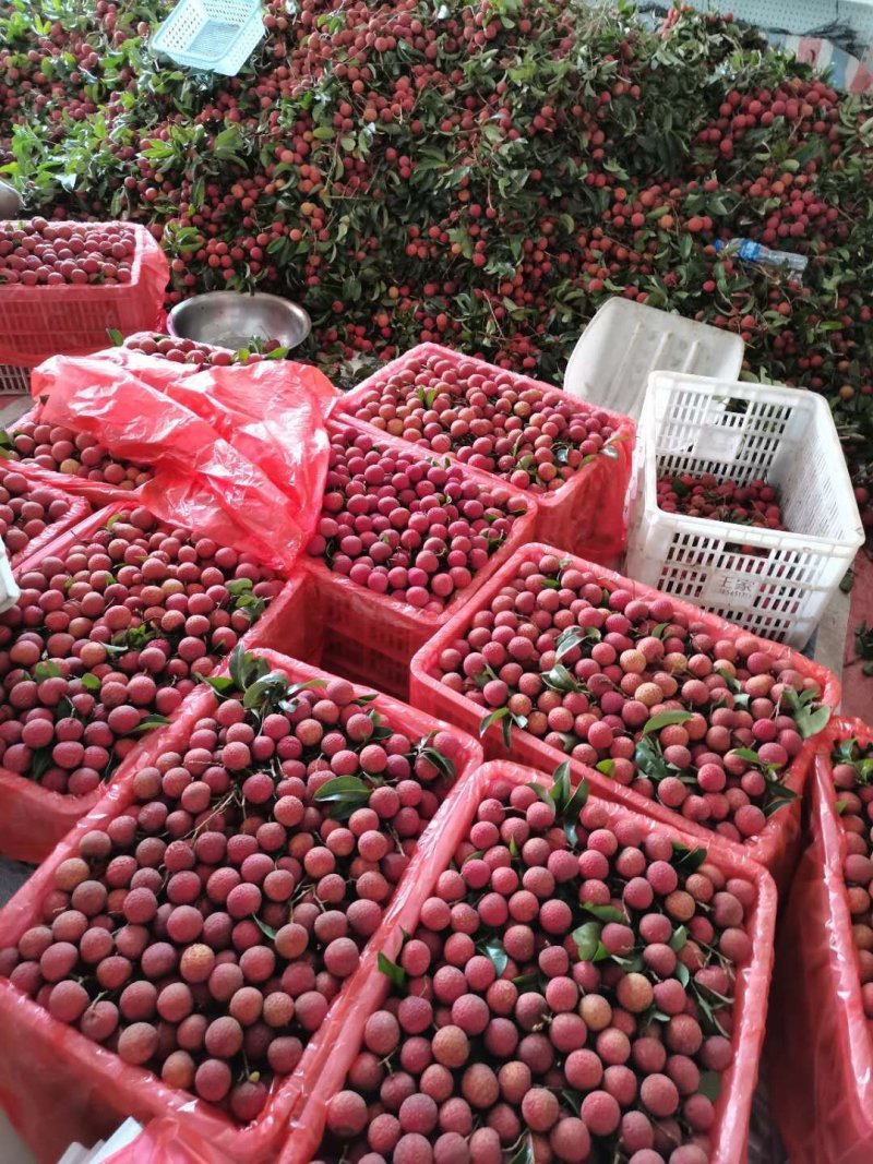 六月红荔枝禾荔鸡嘴桂味大量上市专业代办一件代发货