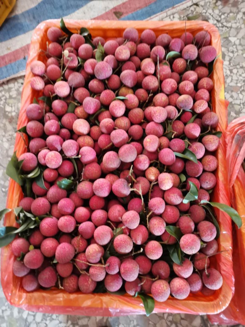 六月红荔枝禾荔鸡嘴桂味大量上市专业代办一件代发货