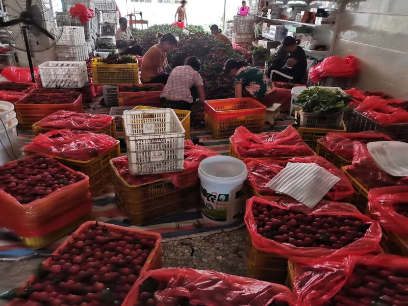 六月红荔枝禾荔鸡嘴桂味大量上市专业代办一件代发货