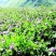 白三叶种子红三叶绿肥牧草种子绿化园林种植效果非常好