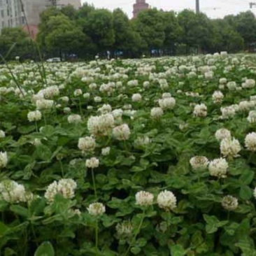 白三叶种子红三叶绿肥牧草种子绿化园林种植效果非常好