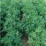 紫花苜蓿牧草种子高蛋白饲用牧草品种，果园绿肥