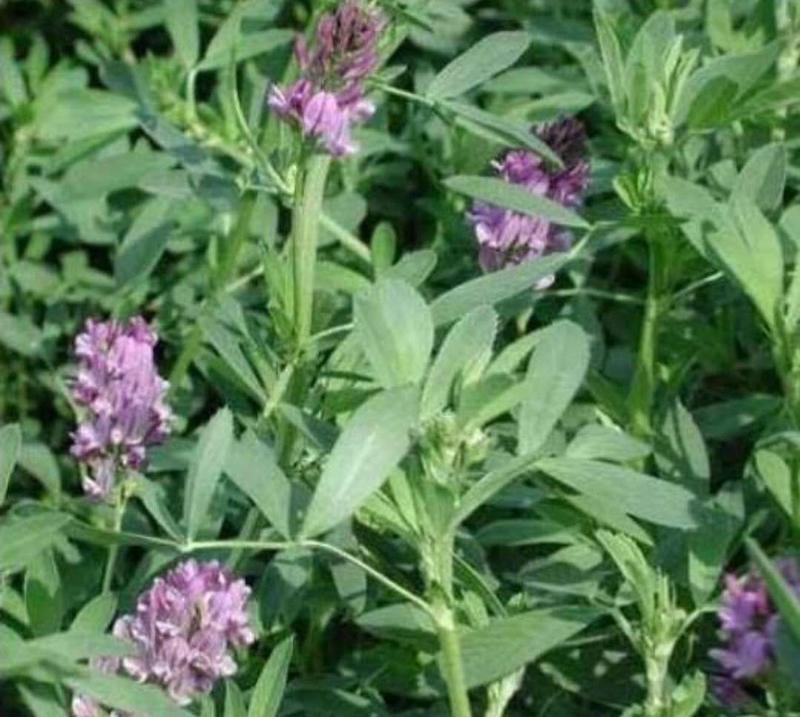 紫花苜蓿牧草种子高蛋白饲用牧草品种，果园绿肥