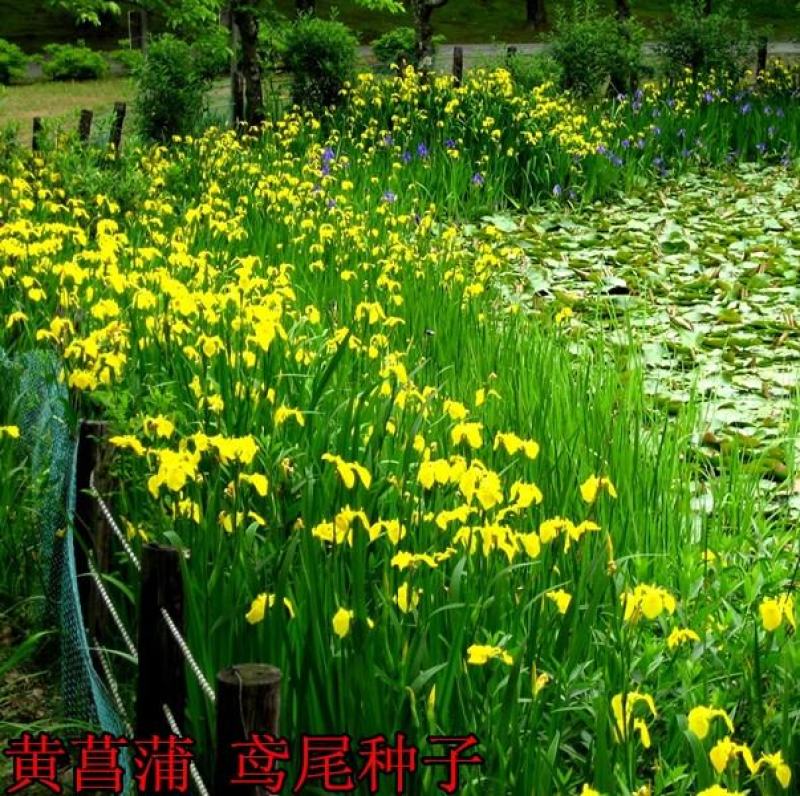 黄花鸢尾种子黄菖蒲种子水生鸢尾宿根水培花卉景观绿化黄菖蒲
