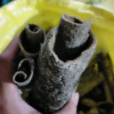 背冷药材救必应