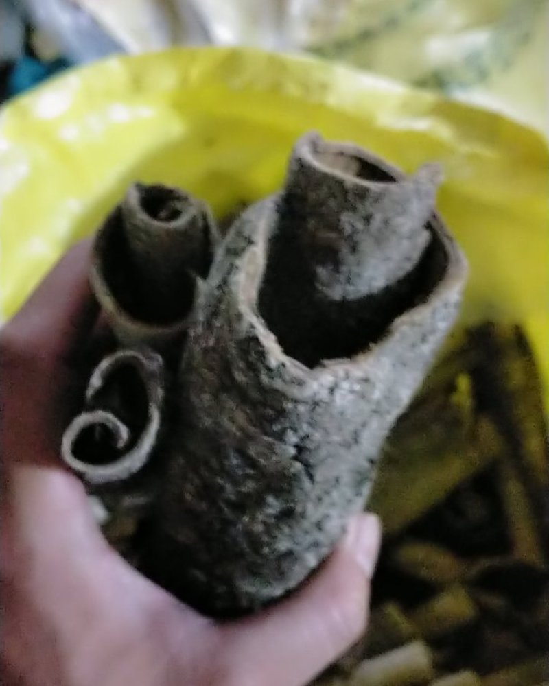 背冷药材救必应