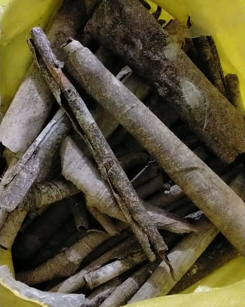背冷药材救必应