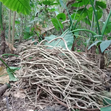 新鲜鸡屎藤鸡矢藤鲜货江湖地摊砍砍药正宗药用鸡屎藤