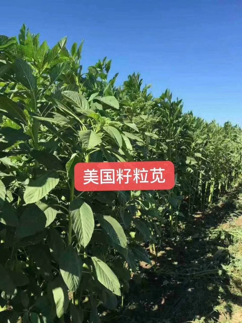 籽粒苋种子高产量籽粒苋种子高产饲用牧草种子