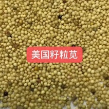 籽粒苋种子高产量籽粒苋种子高产饲用牧草种子