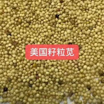 籽粒苋种子高产量籽粒苋种子高产饲用牧草种子