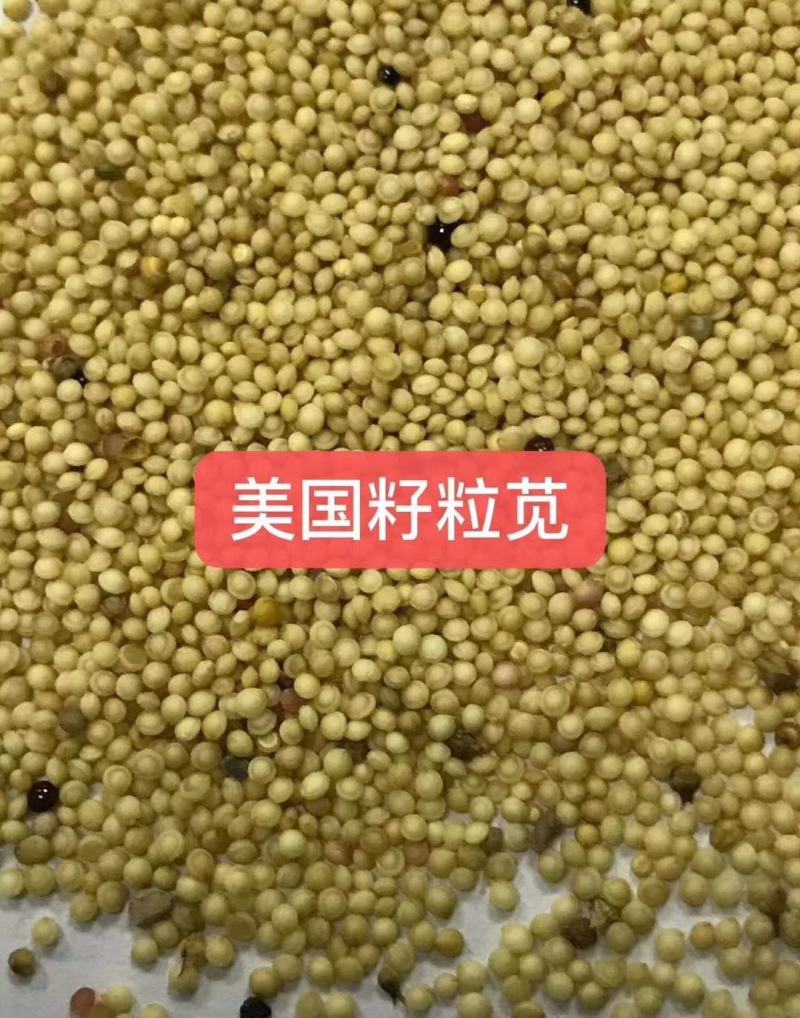 籽粒苋种子高产量籽粒苋种子高产饲用牧草种子