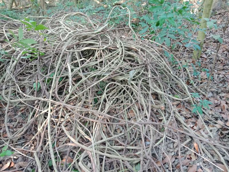 新鲜鸡屎藤鸡矢藤鲜货江湖地摊砍砍药正宗药用鸡屎藤