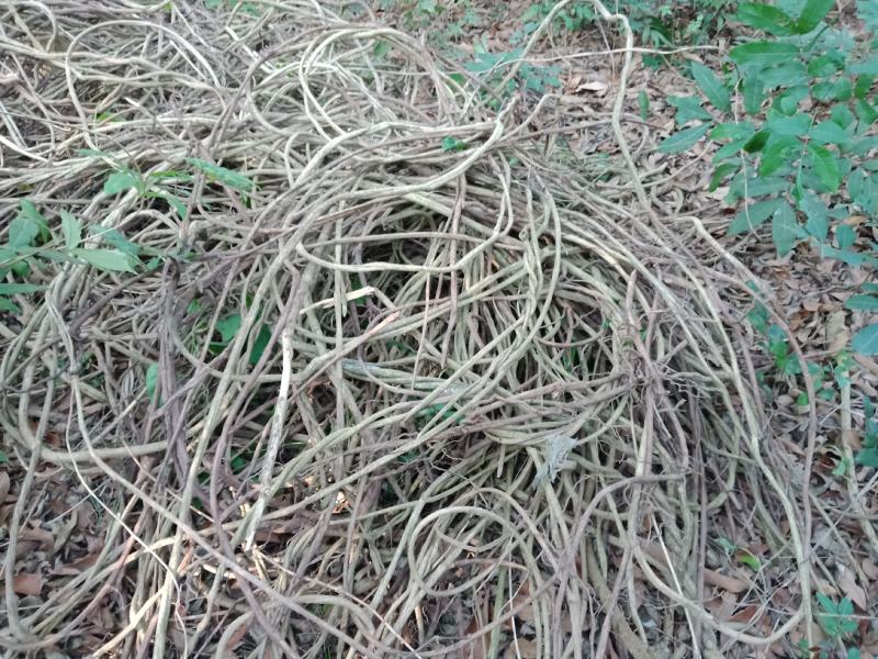 新鲜鸡屎藤鸡矢藤鲜货江湖地摊砍砍药正宗药用鸡屎藤