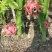 上林县《红心火龙果》上市时间5月中开始