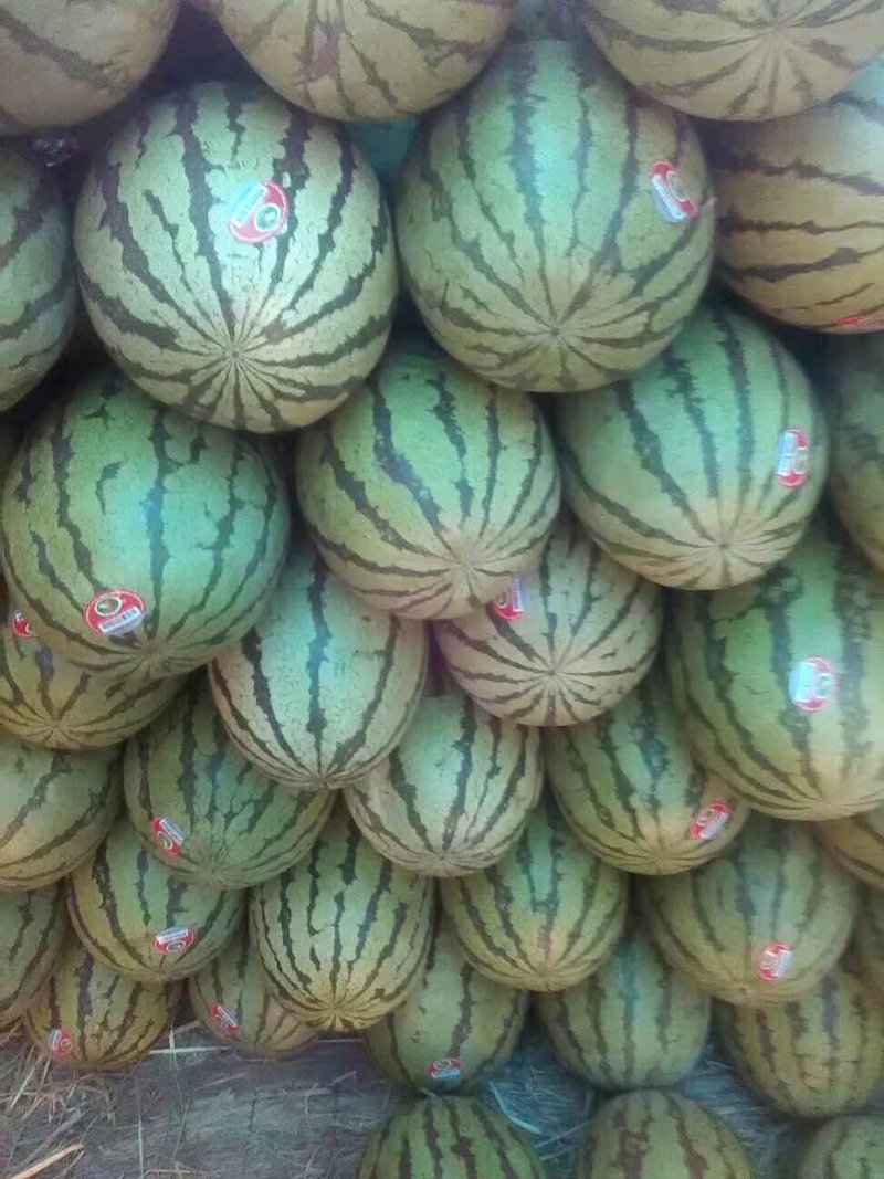 代发甘肃西瓜