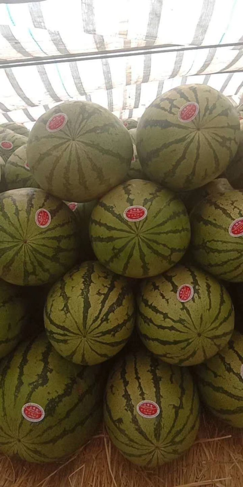 代发甘肃西瓜