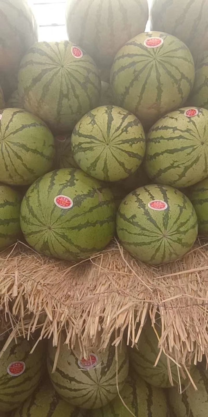 代发甘肃西瓜