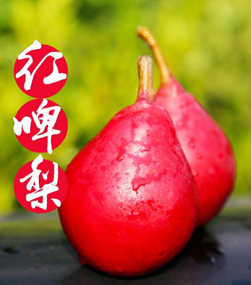 新鲜红啤梨香甜软糯多汁（5斤1件包邮）