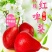 新鲜红啤梨香甜软糯多汁（5斤1件包邮）