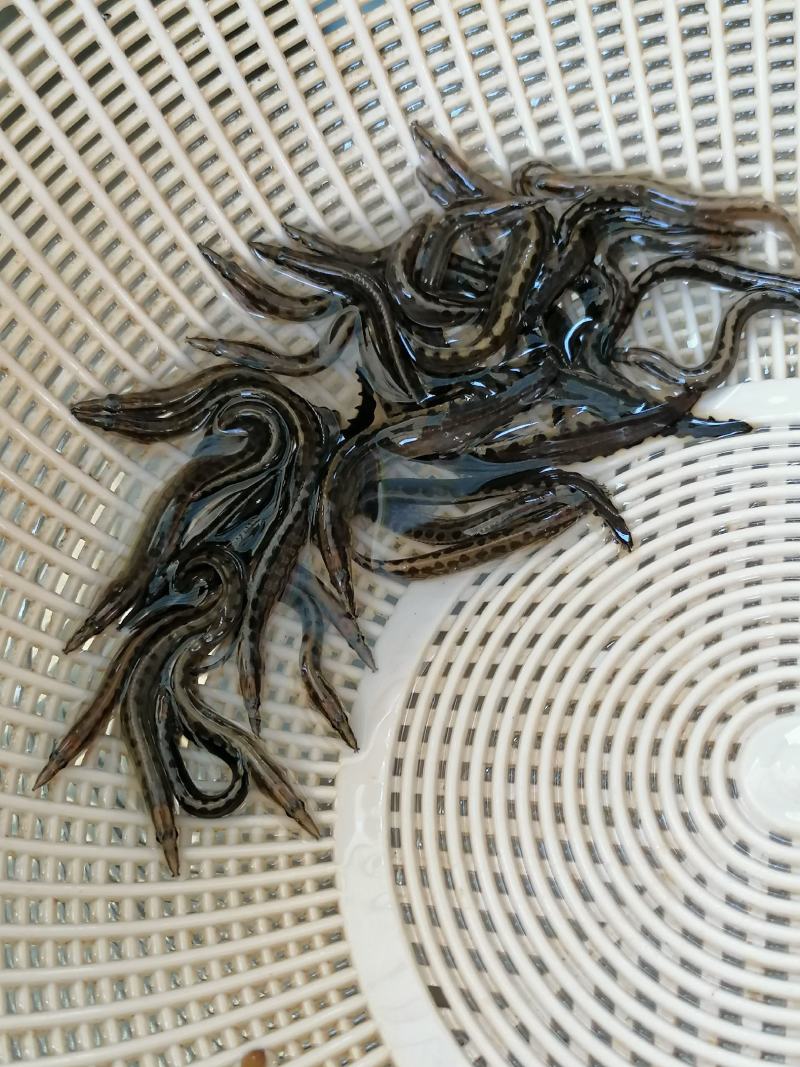 刺鳅鱼苗供应质量保证可视频看货成活率高