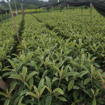 枇杷苗支持视频看货需要联系0.8起到两公分