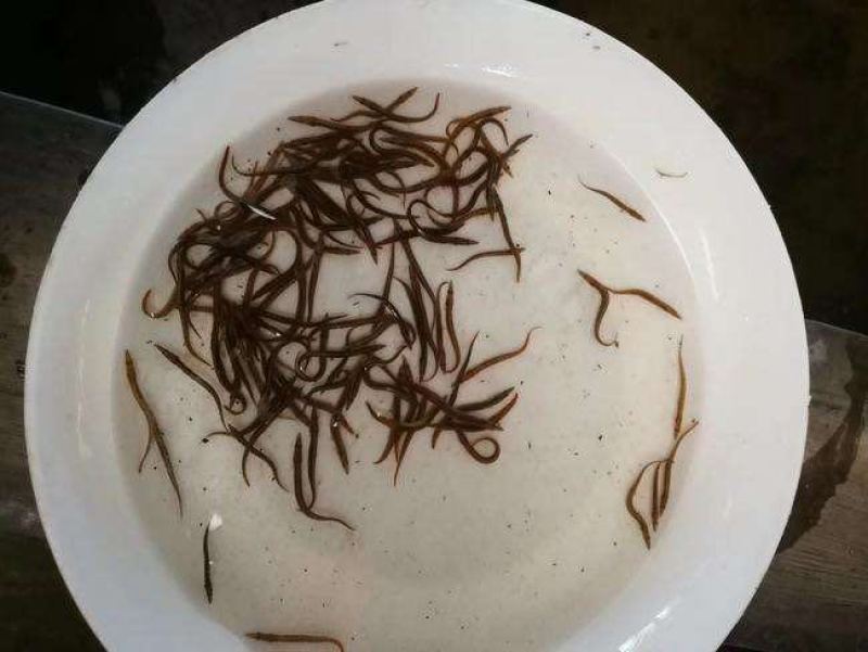 刺鳅鱼苗供应质量保证可视频看货成活率高