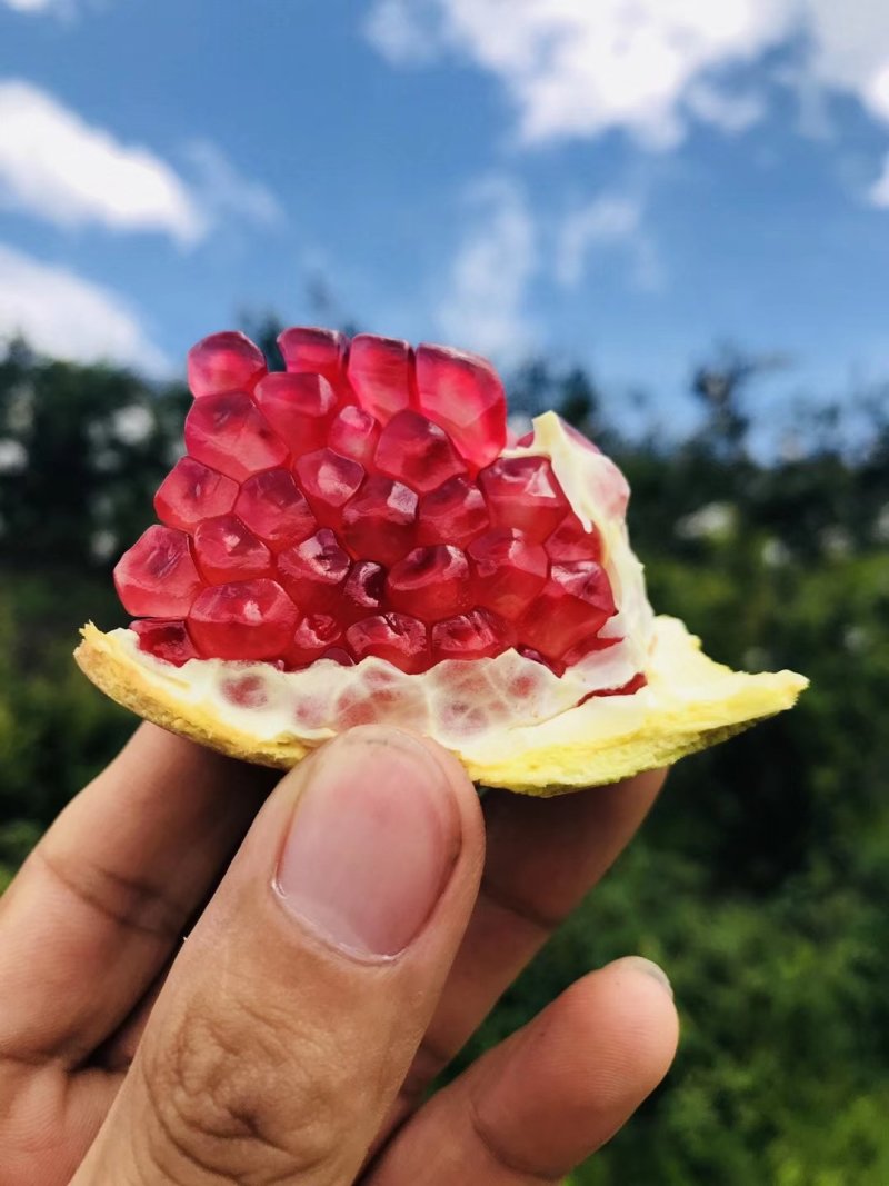 榴味坊河阴突尼斯软籽石榴社区团购一件代发企业团购落地配