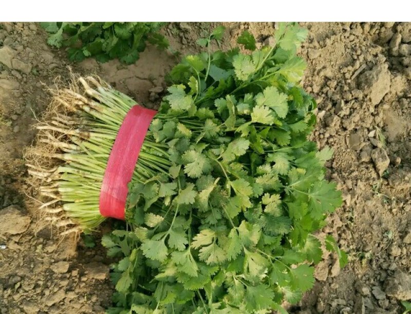大叶香菜