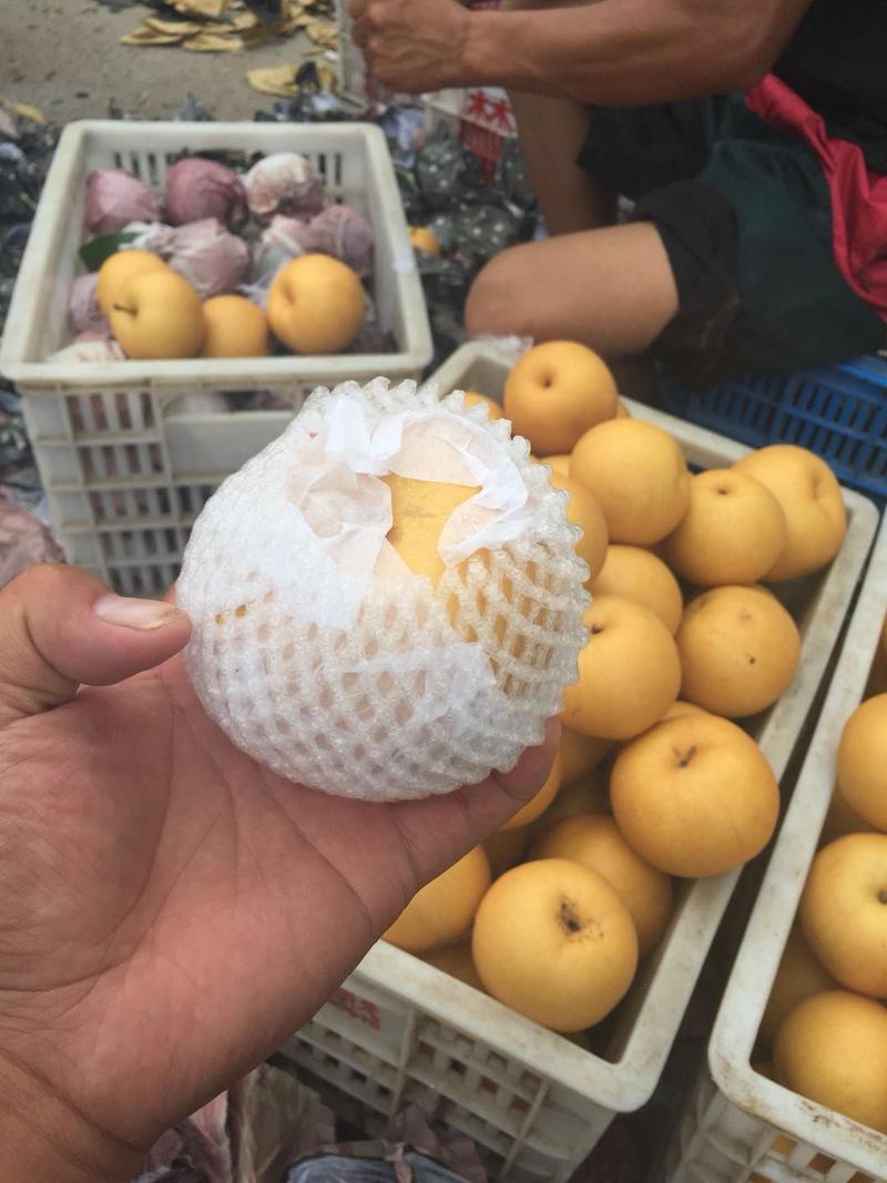 砀山县园黄梨已大量上市了，口感甜，糖份高皮溥汁多耐运输。
